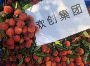夏日好“枝”味，玩球集团官网玩球集团官网玩球集团官网玩球集团官网首页-玩球(中国)-玩球(中国)
集团发福“荔”啦